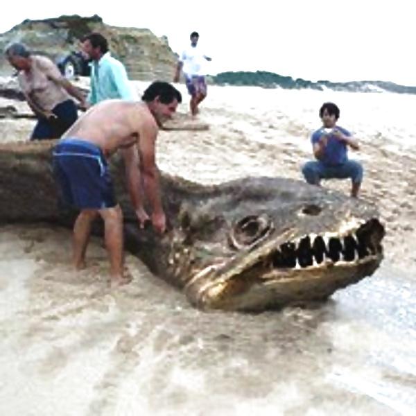 25P Funny & Wierd pictures 2014