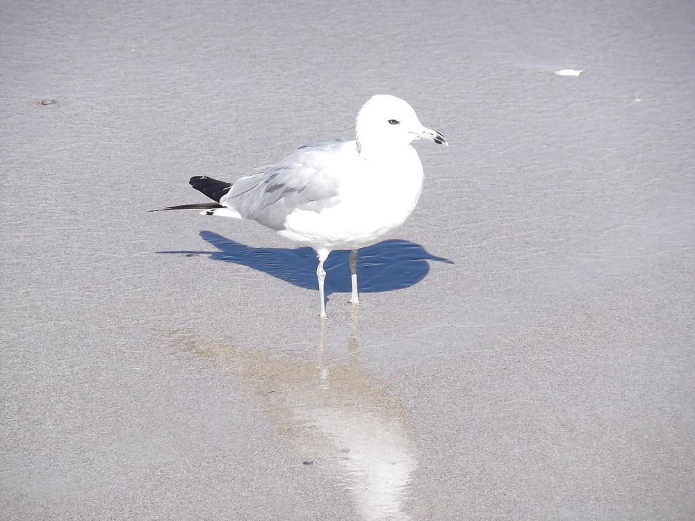 14P The beach ,the birds and a few nudes