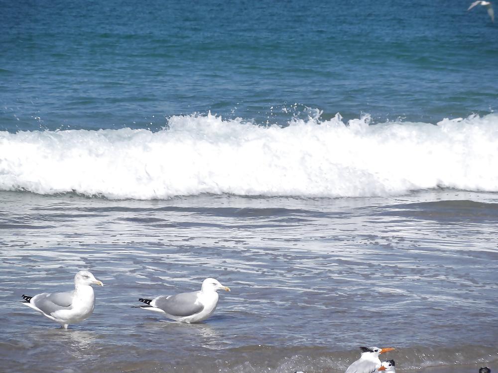 14P The beach ,the birds and a few nudes