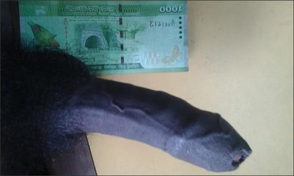 18P My Hard cock