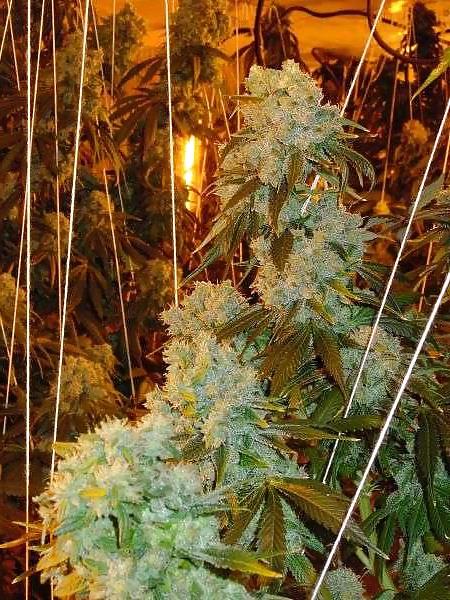 15P Medical Marijuana Delivery Service