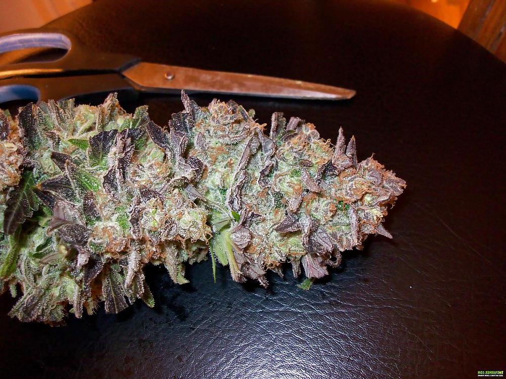 15P Medical Marijuana Delivery Service