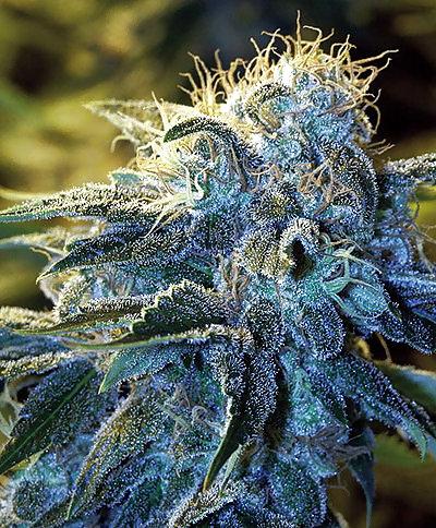 15P Medical Marijuana Delivery Service