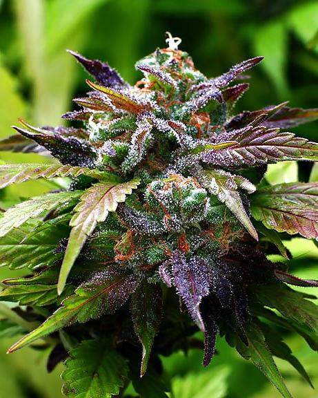 15P Medical Marijuana Delivery Service