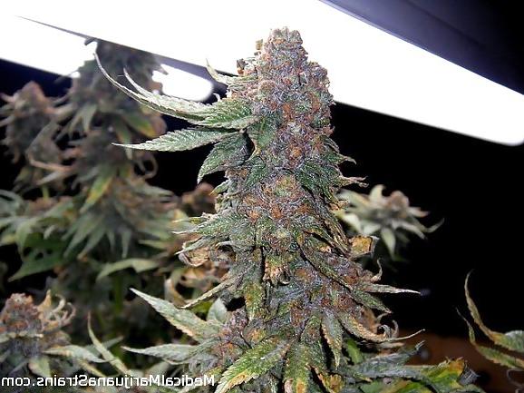15P Medical Marijuana Delivery Service