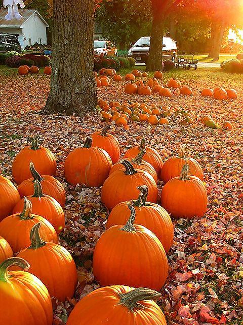 10P Happy Halloween !!