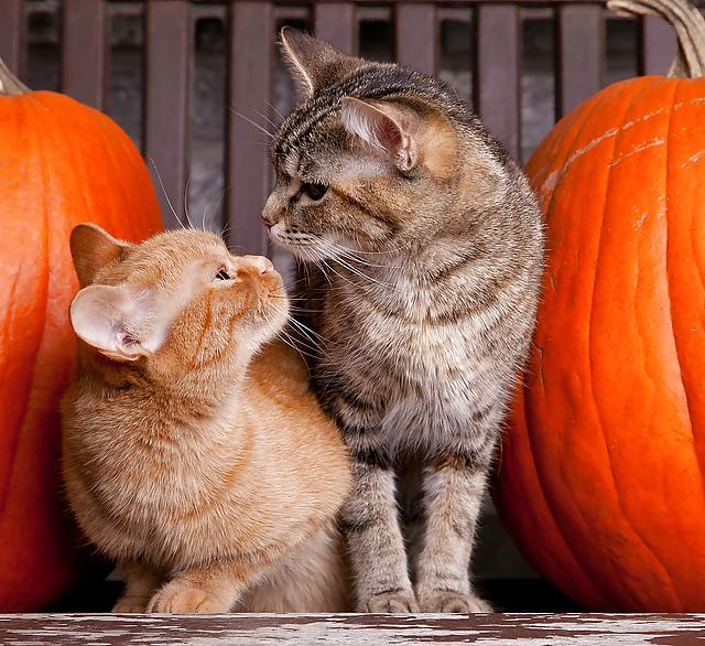 10P Happy Halloween !!
