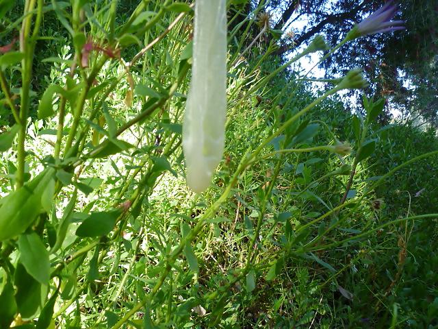 25P Condom