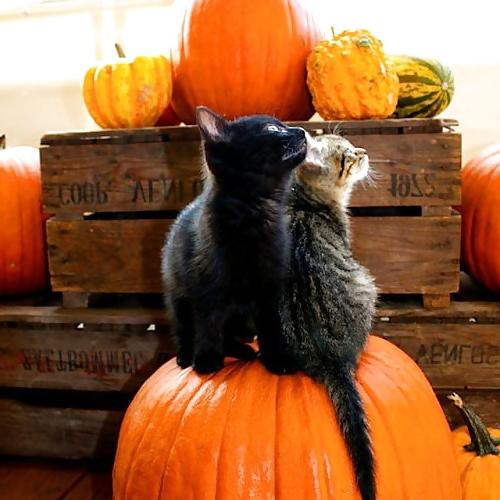 25P Happy Halloween !