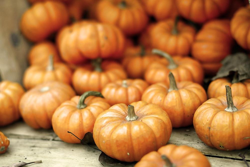 25P Happy Halloween !