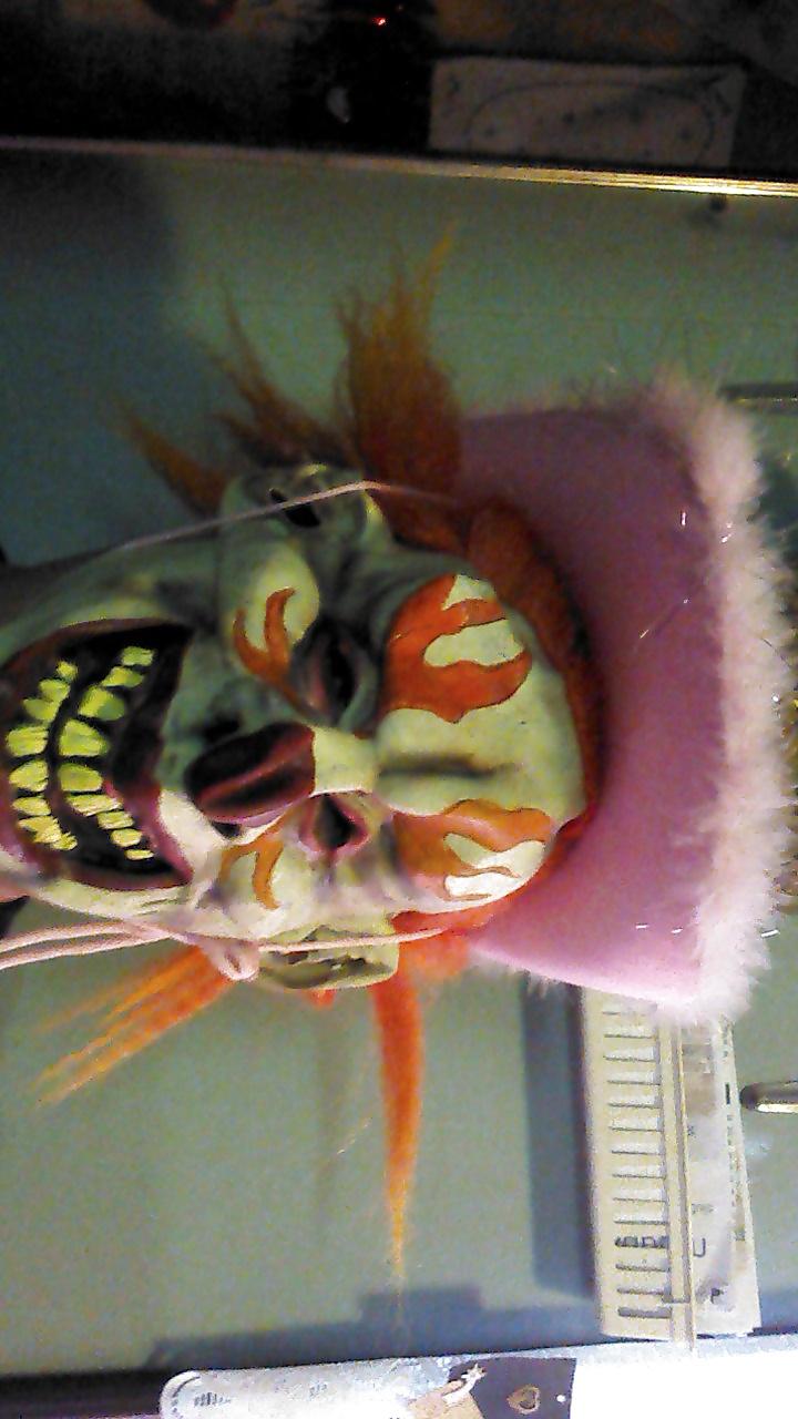 17P Halloween 2014 non nude