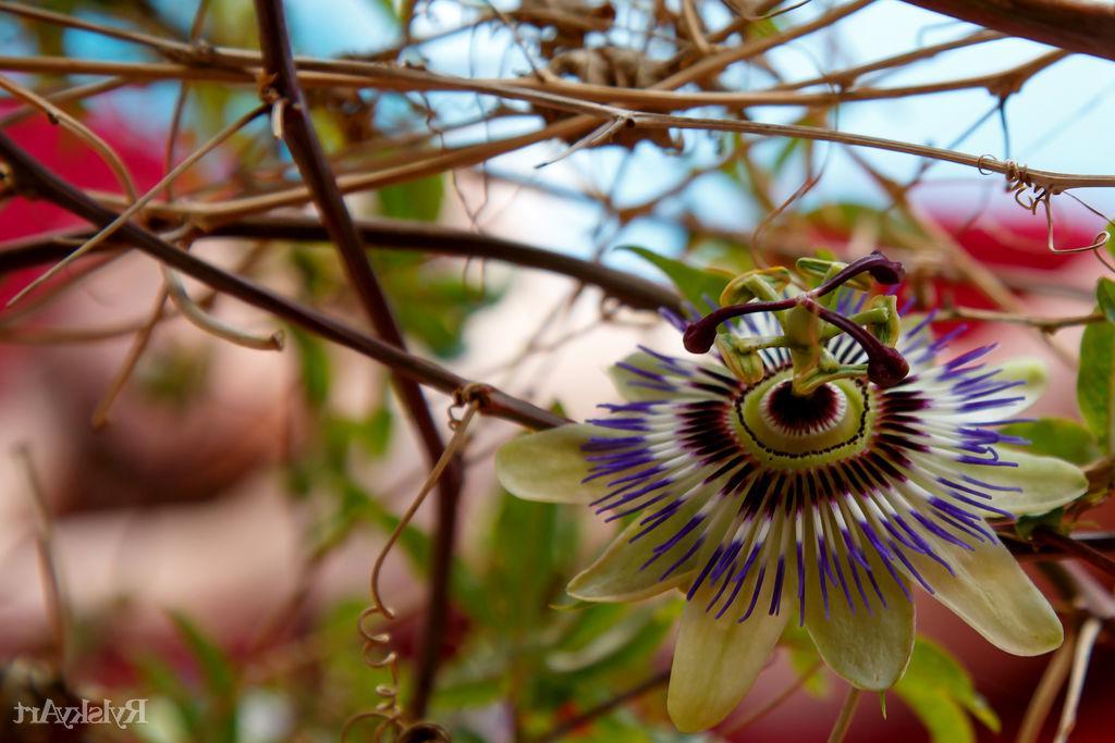 16P Beautiful girl Clarice gives you her beautiful passion flower