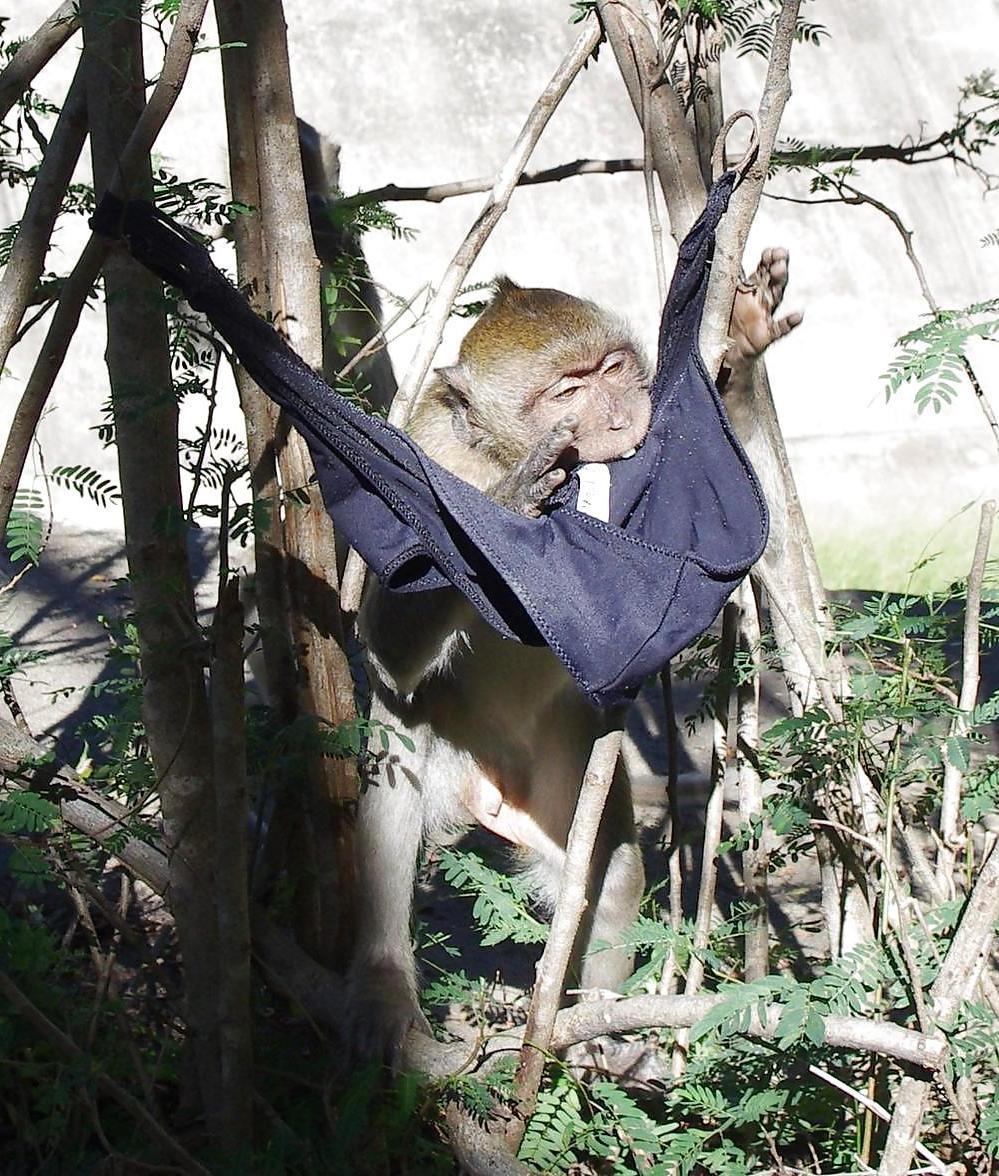 25P Monkeys and my dirty panties