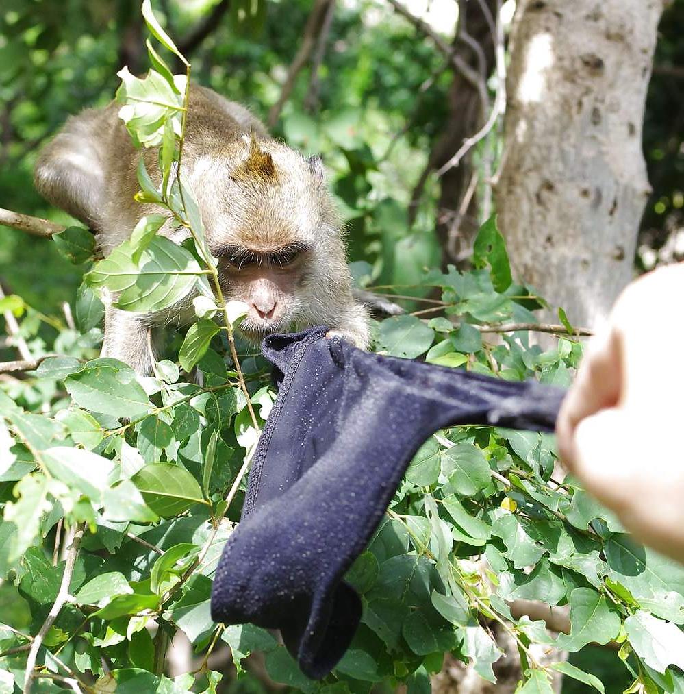 25P Monkeys and my dirty panties