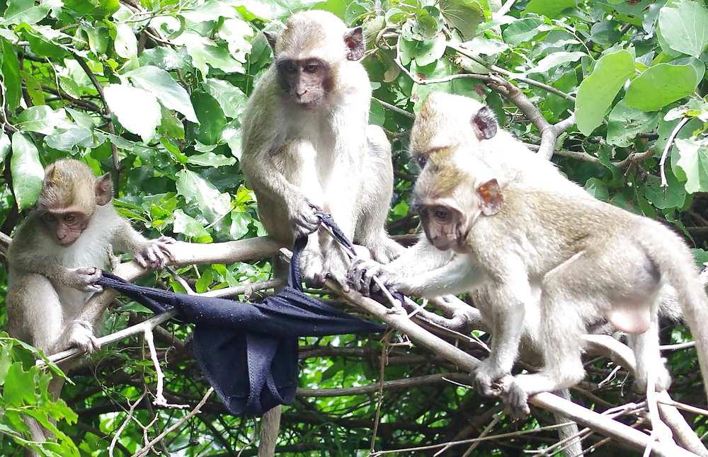 25P Monkeys and my dirty panties