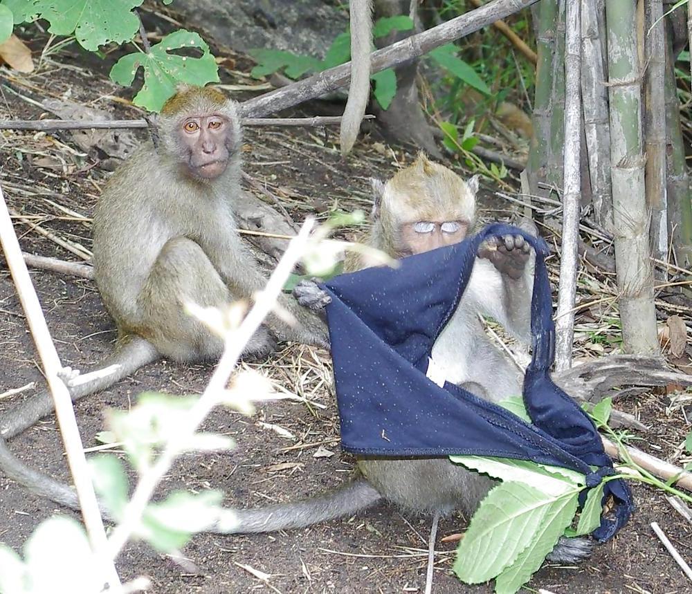 25P Monkeys and my dirty panties