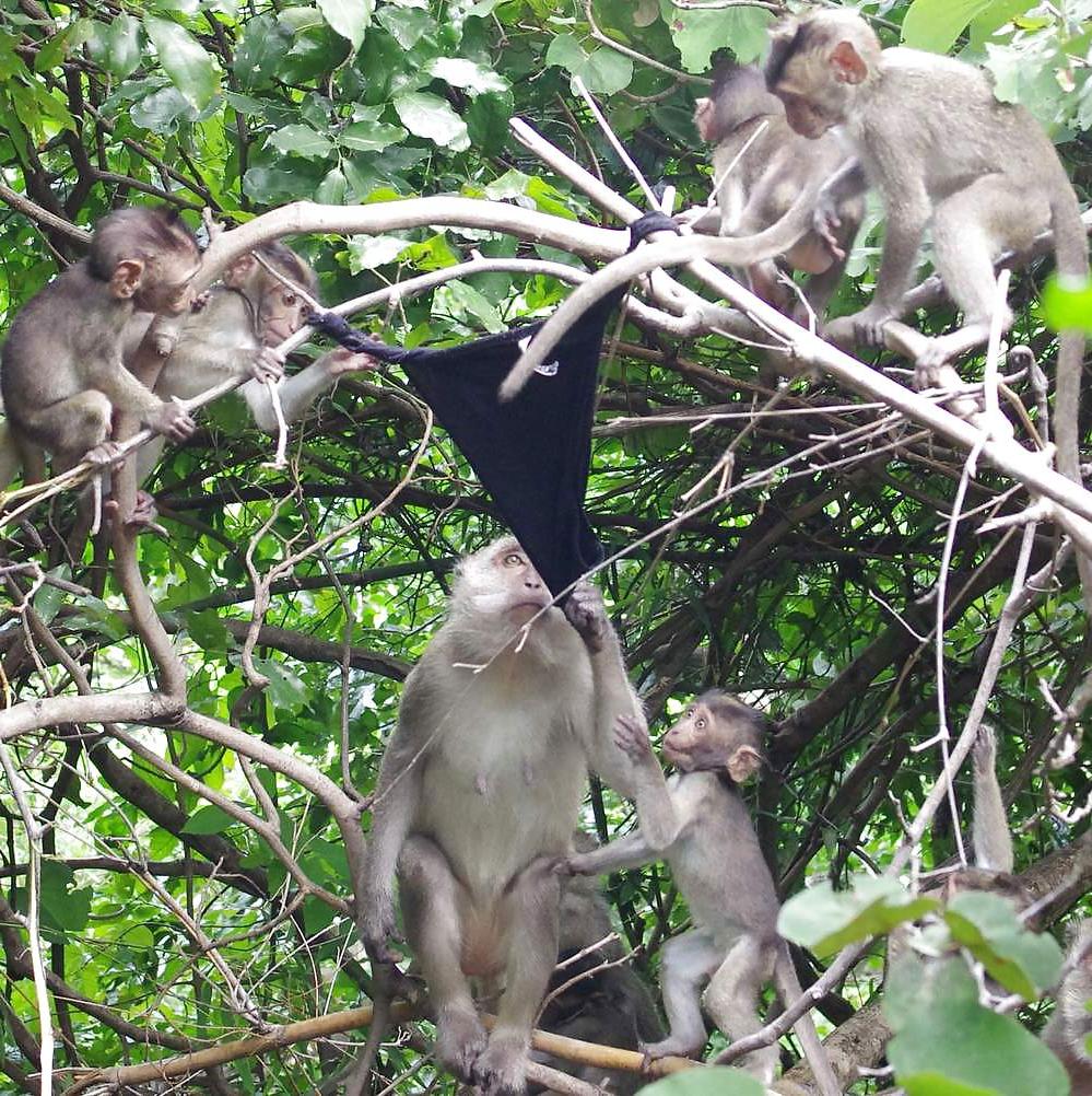 25P Monkeys and my dirty panties