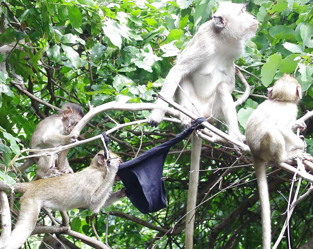 25P Monkeys and my dirty panties
