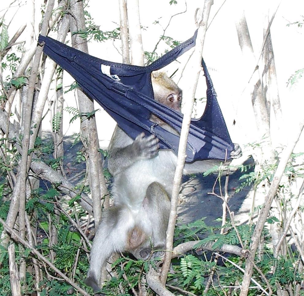 25P Monkeys and my dirty panties