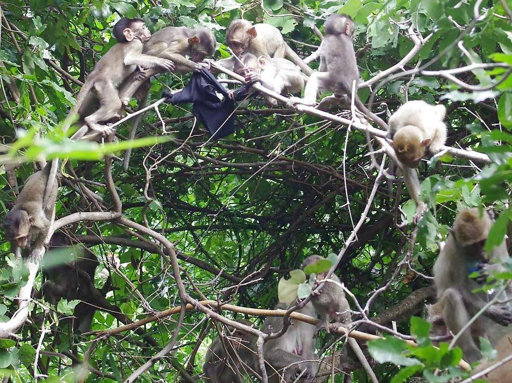25P Monkeys and my dirty panties