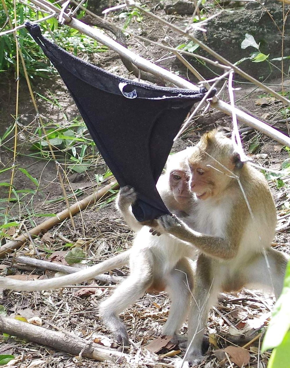 25P Monkeys and my dirty panties