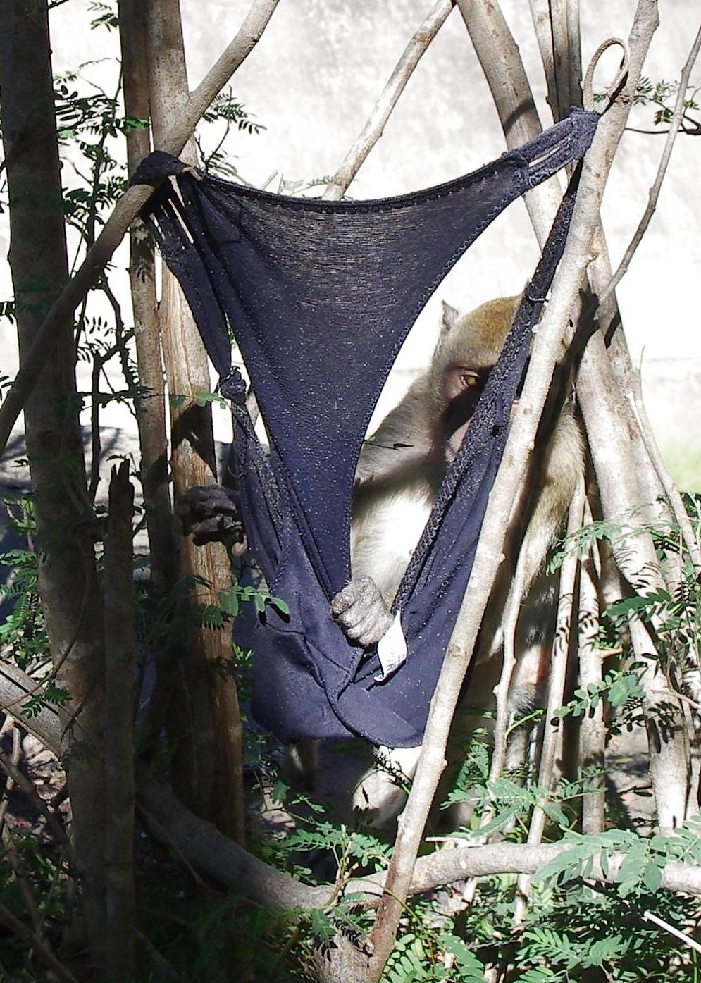 25P Monkeys and my dirty panties