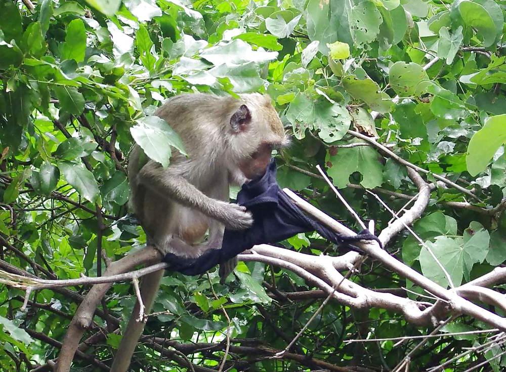 25P Monkeys and my dirty panties