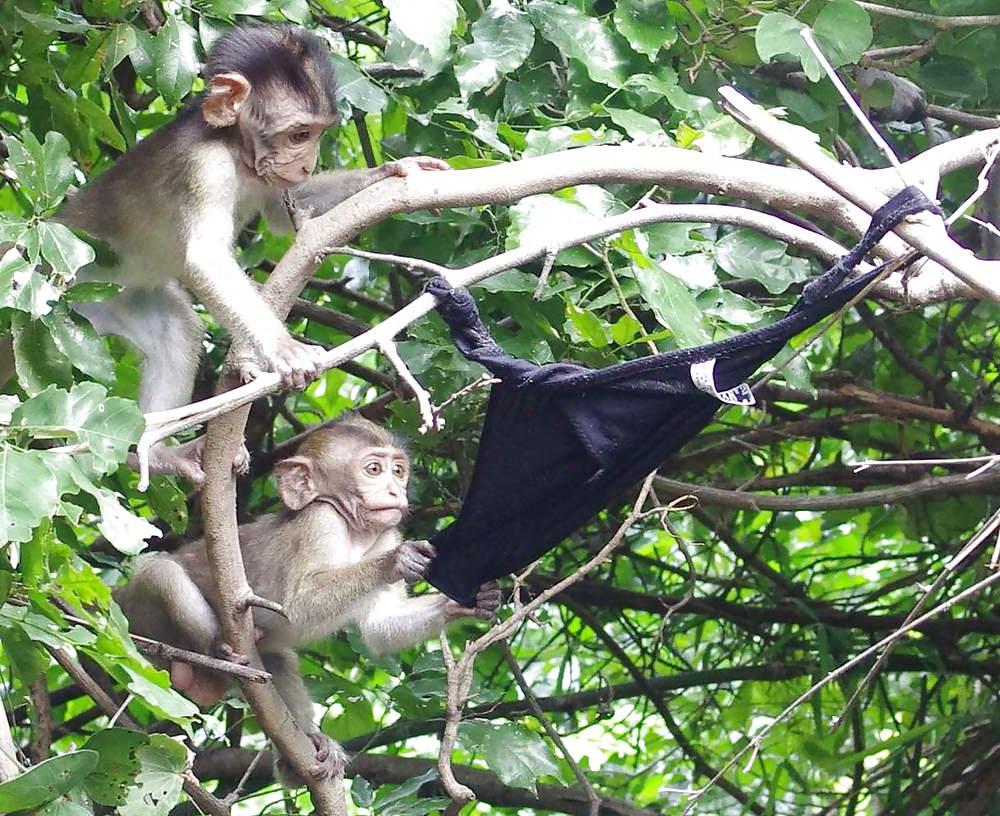 25P Monkeys and my dirty panties