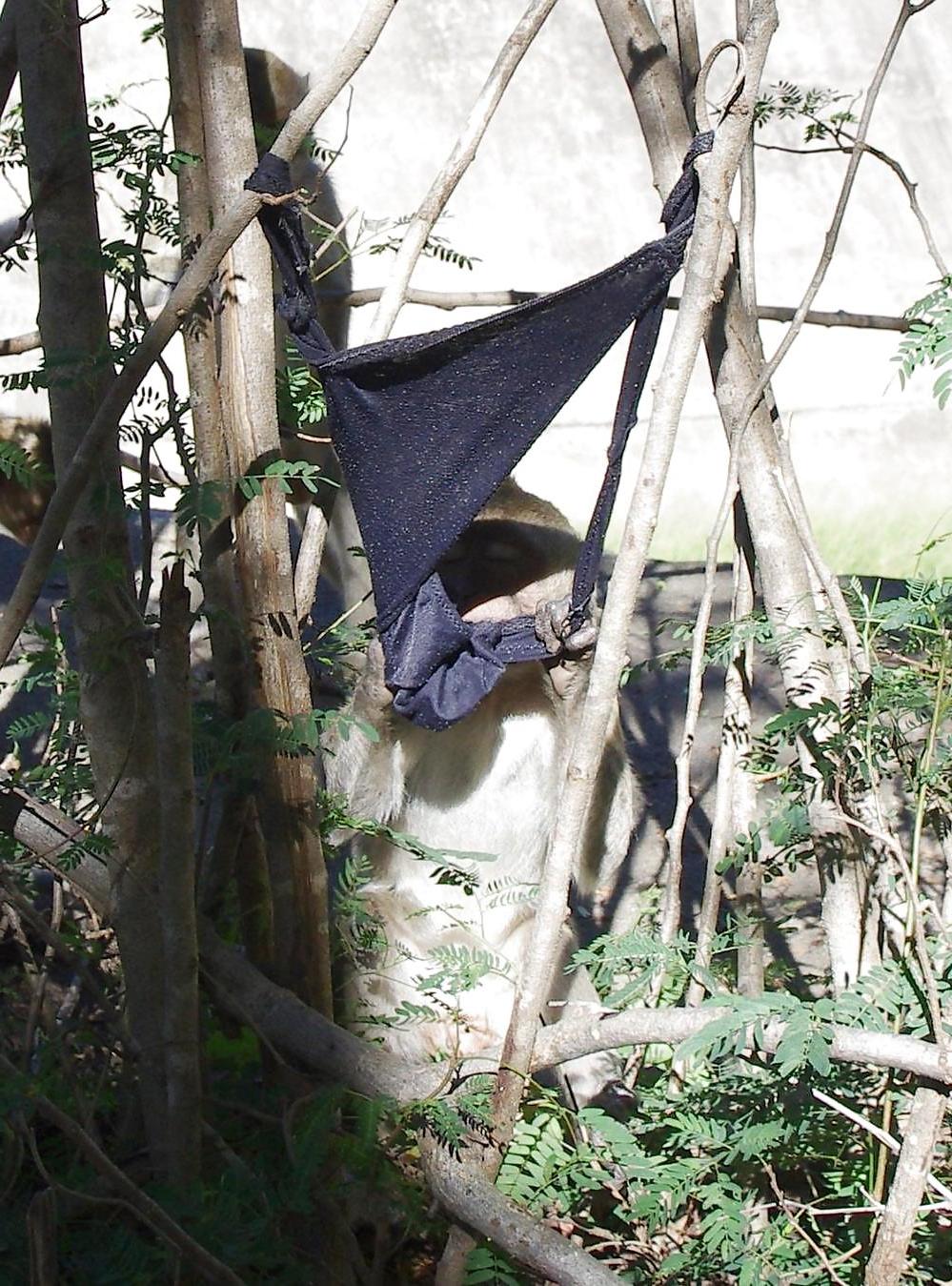 25P Monkeys and my dirty panties