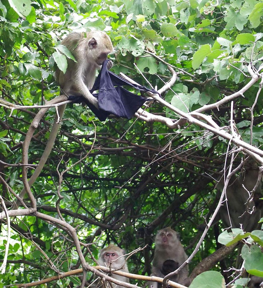 25P Monkeys and my dirty panties