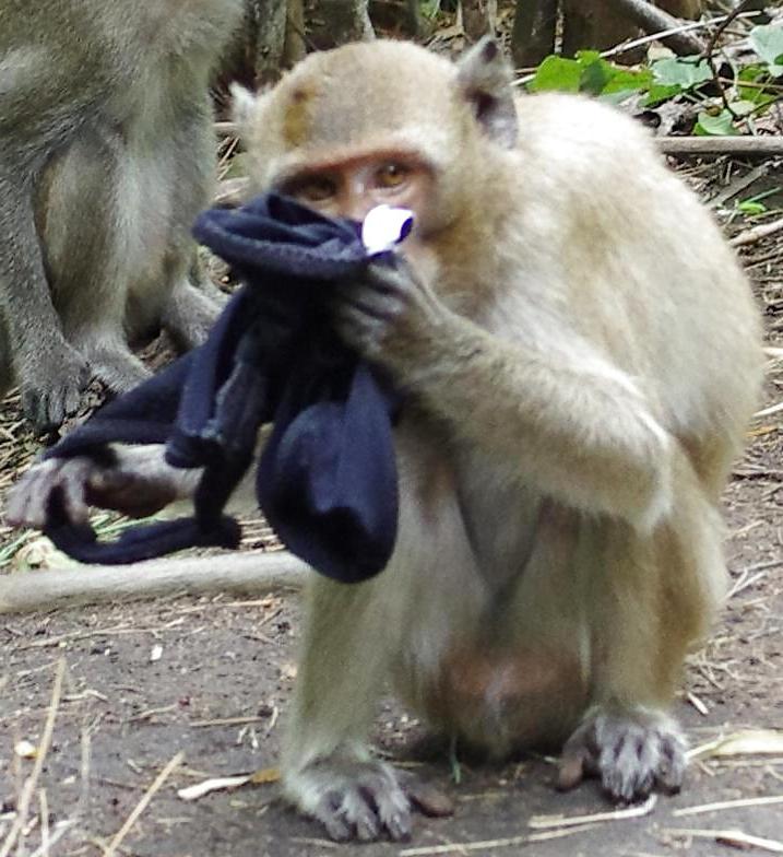 25P Monkeys and my dirty panties