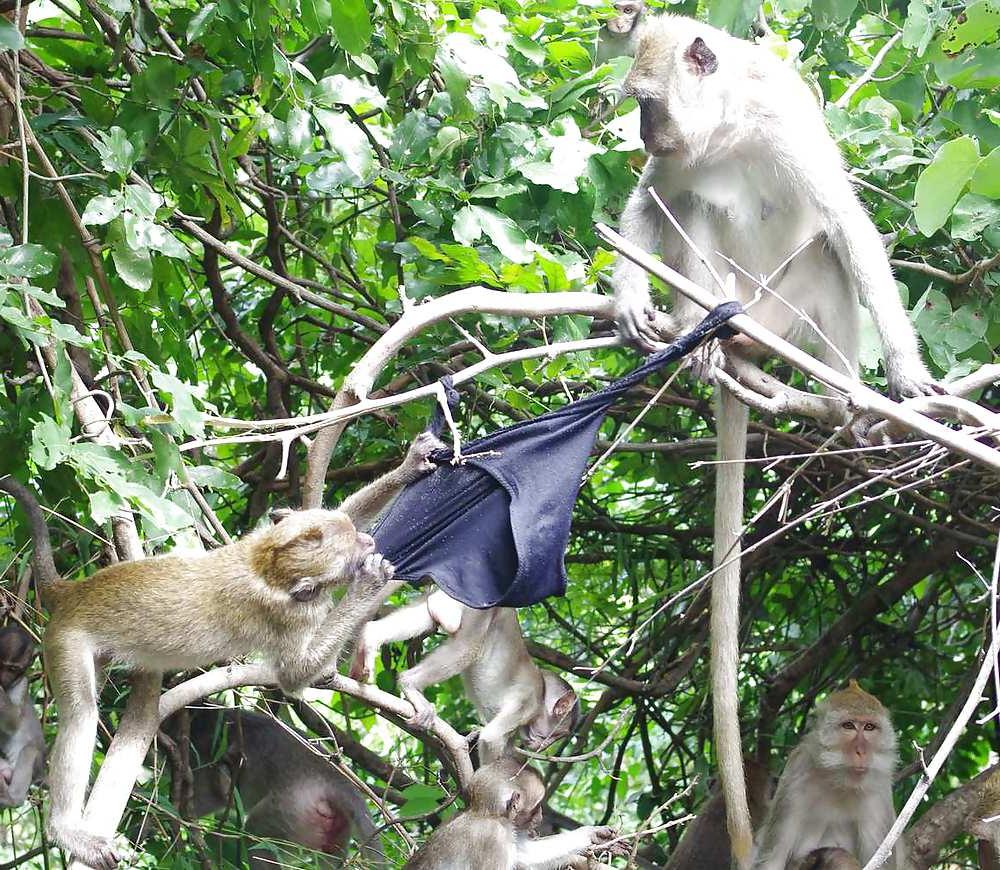 25P Monkeys and my dirty panties