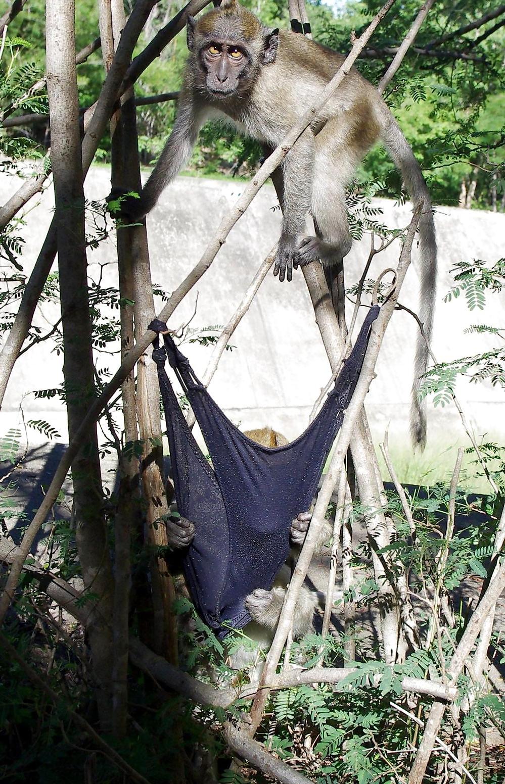 25P Monkeys and my dirty panties