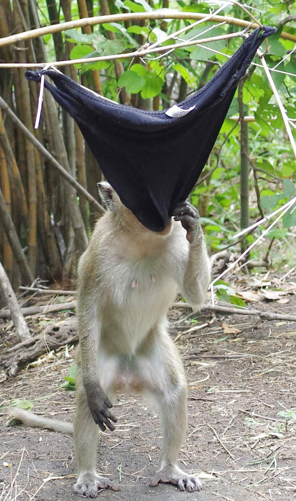 25P Monkeys and my dirty panties