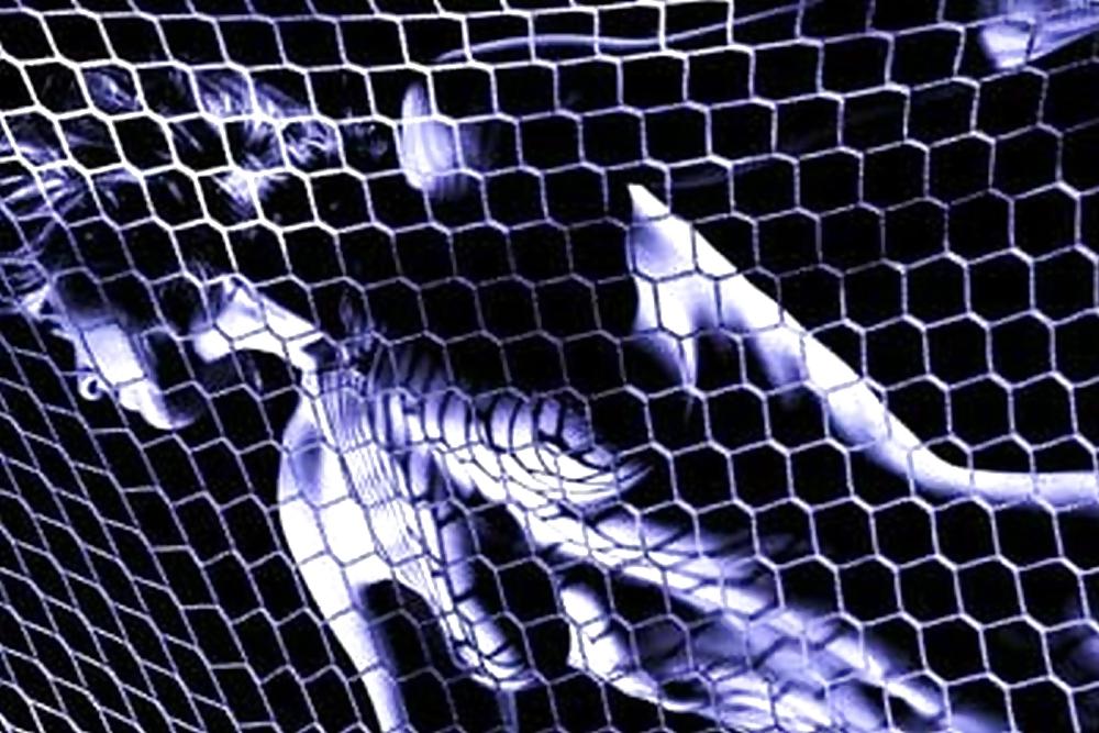 12P Blue