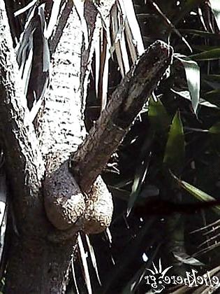10P Nature talk about sex