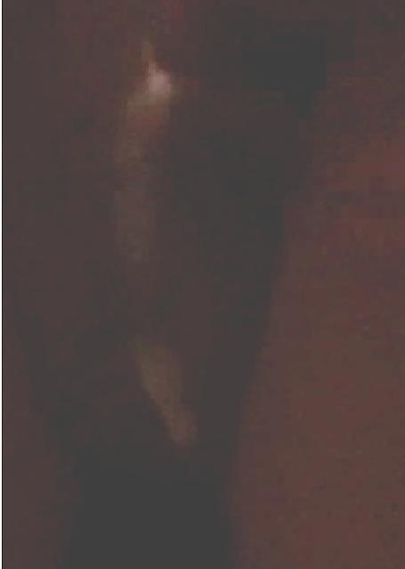 9P Hawaiian babe fucked and creamed