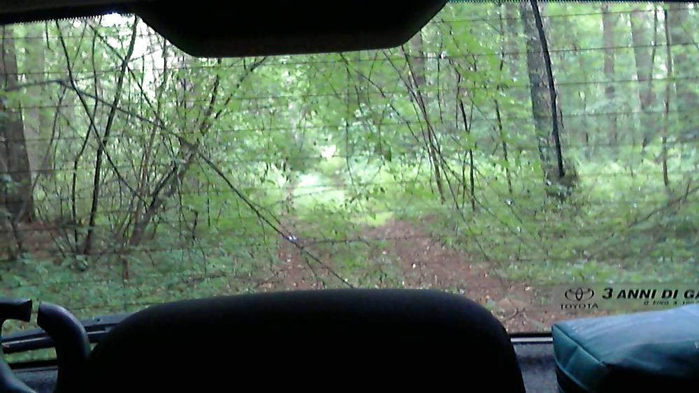 6P Horny in forest