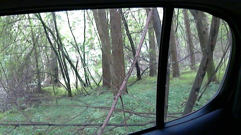 6P Horny in forest