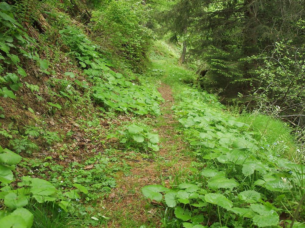 25P Forest outdoors