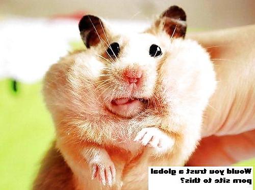 25P The Secret Lives of Little Hamsters!