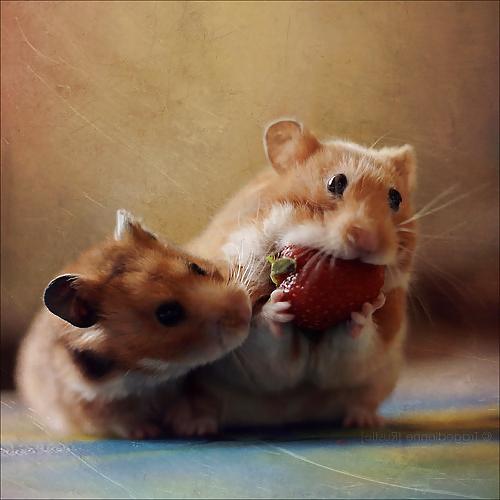 25P The Secret Lives of Little Hamsters!