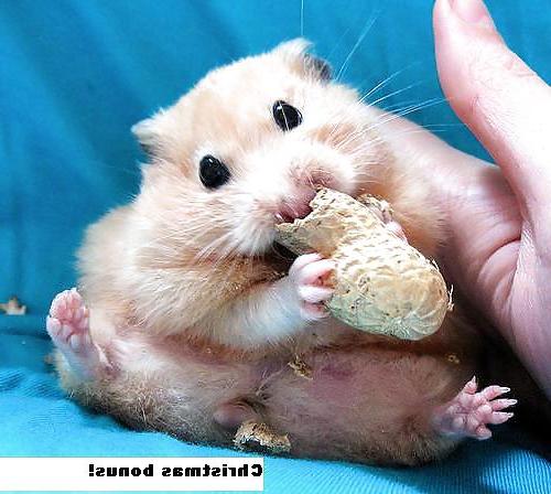 25P The Secret Lives of Little Hamsters!