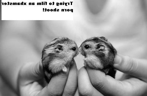 25P The Secret Lives of Little Hamsters!