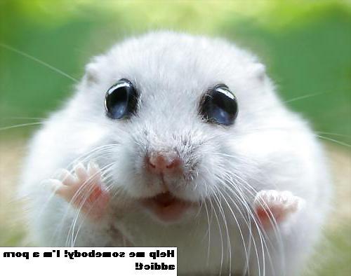 25P The Secret Lives of Little Hamsters!