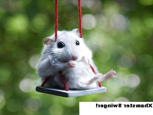 25P The Secret Lives of Little Hamsters!