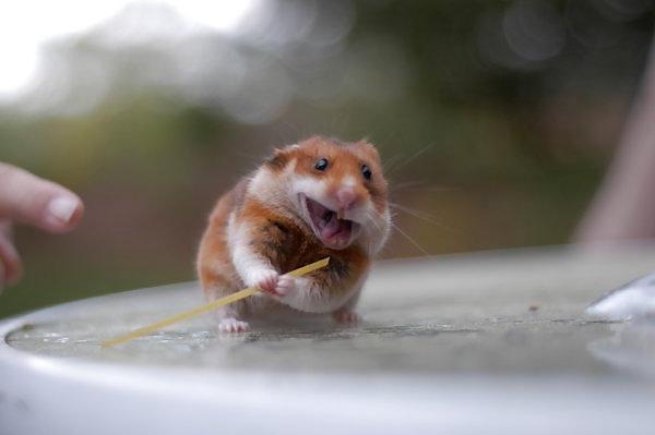 25P The Secret Lives of Little Hamsters!