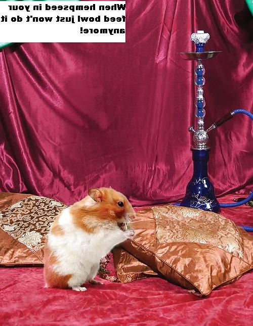 25P The Secret Lives of Little Hamsters!