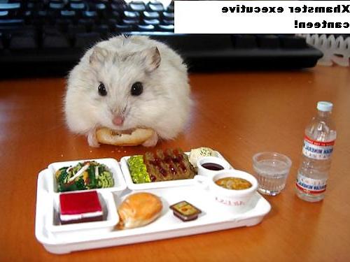 25P The Secret Lives of Little Hamsters!