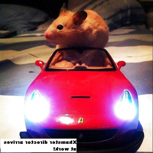 25P The Secret Lives of Little Hamsters!
